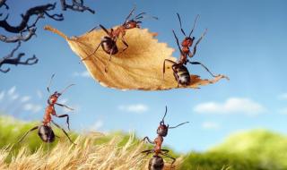蚂蚁有什么样的繁殖习性蚂蚁有什么样的繁殖